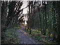 Path through Ward's Coppice in PO7 6TW