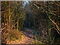 Path into Ward's Coppice in PO7 6TW