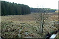 Balloch Moss in DD8 5EY