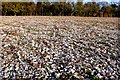 Stony Field near Minterne Magna in DT2 7AY