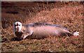 Bearded Seal (Erignathus barbatus), Mid Yell in ZE2 9BJ