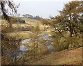 River Coquet looking towards West Hepple in NE65 7AW
