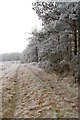 Frosty track and trees, near Cranborne Common, Dorset in BH21 5QY
