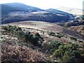 Gorse Bushes, Ben Thrush in FK14 7JY