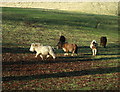 2009 : Ponies in a field, Doncombe Lane in SN14 8PH