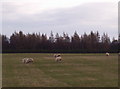 View of Blair Muir and Some Lovely Sheep!!!!!!!!!! in DD9 7QP