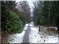Woodland path to Finlay Rise in G62 6DD