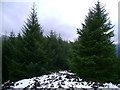 Conifers on Craggan Hill in G84 0EZ