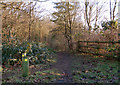 Footpaths in Wappenbury Wood in CV23 9PZ