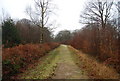 Footpath through Blean Woods in CT2 9JN