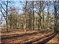 Tranquillity of a Copse in January Sunshine in HR7 4TB