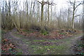 Bridleway / Footpath junction, Homestall Wood in CT2 9DW