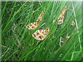 Roosting Small Pearl-bordered Fritillaries in G83 8QY