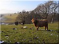 Highland cow at West Greenridge in NE46 2NX