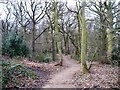 Path through Stony Cliffe Wood in WF4 4JQ