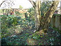 The first snowdrops - Claydon churchyard in IP6 0AE