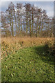 Path through water meadow in IP28 6PT