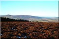Heather moorland in winter russet in AB54 4PQ