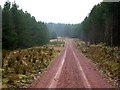 New forest track in Edlingham Woods in NE65 8EJ