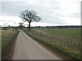 Lane and tree, near Swainsthorpe in NR14 8DJ