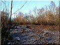 Coppiced area in Starvelarks Wood in SS6 7NP