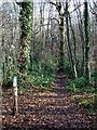 Waymarked path in Pound Wood in SS7 2UG