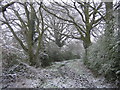 Tile Works Lane (Bridleway section), Rettendon Common in CM3 8HD