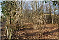Coppiced trees, Little Hall Woods in CT2 9NN