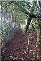 Footpath through Daw's Wood, Tyler Hill in CT2 9NW