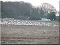 Gulls in the pig field in OX10 9JP