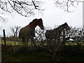Horses met on Pennant Walk in Whitford Community