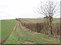 Track to Quarrendon Farm near Amersham, with winter wheat in HP7 9DT