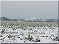 A field of brassica near Llanmaes in CF61 2XR