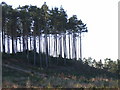 Wagbullock Hill, Swinley Forest in RG40 3DR