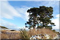 Scots Pine Trees near Fithie in DD9 6UE