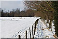 Sheep in a snow covered field, Langton Green in TN3 9SS