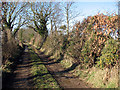Flowering gorse in hedgerow in NR12 0YU