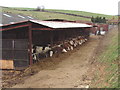 Cattle in barn, near Chalfont St Giles in HP8 4NT