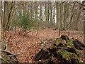 Rodger's Wood, near Amersham in HP7 0JT