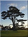 Cedar of Lebanon in the grounds of Bayfordbury Hall in SG13 8LB