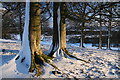 Beech trees, Castle Hill in DD8 5ET