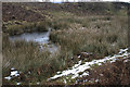 Reedy Tarn near Birkett Houses Wood in LA23 3LX