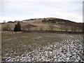 A small field, Denmuir in KY14 6JQ