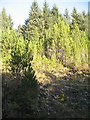 Forest above Bealach a' Choire in IV53 8UX