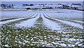 Ridge and furrow ploughing east of Sandybraes in Capheaton