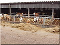 Cattle in barn, near Amersham in Chess Valley Ward