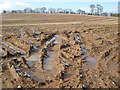 Muddy field, near White Cross in EX5 2HZ