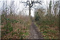 Footpath, eastern edge of Amsbury Wood in ME15 0QY