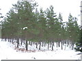 Scots Pine plantation, Finzean Estate in AB31 6NZ