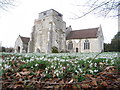 Damerham: churchyard snowdrops in SP6 3HE